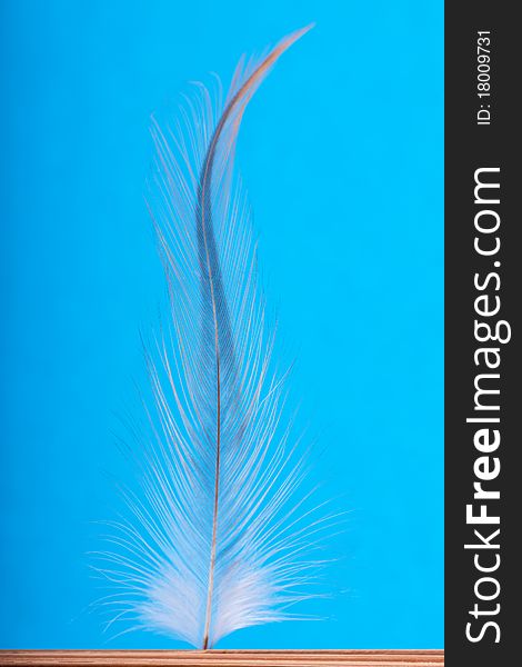 Closeup view of a feather on a blue background