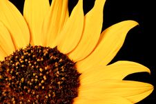 Wild Sunflower Royalty Free Stock Image Wild Sunflower Royalty Free Stock Image