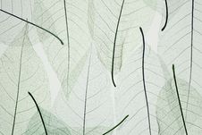 Skeletons Of The Fallen Leaves Stock Images