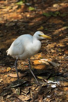 White Cattle Egret Bird On The Ground Royalty Free Stock Images