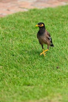 Common Myna Bird On The Grass Stock Images Common Myna Bird On The Grass Stock Images