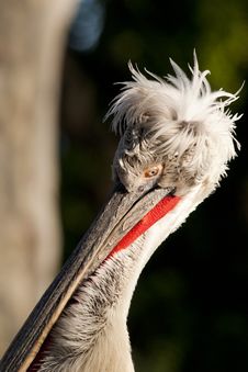 Dalmatian Pelican Portrait Royalty Free Stock Photo Dalmatian Pelican Portrait Royalty Free Stock Photo