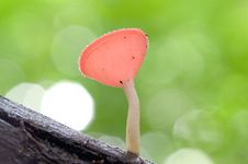 A Pink Cup Mushroom. Royalty Free Stock Image