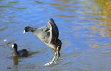 The American Coot Jumping In To A Pond Royalty Free Stock Photography
