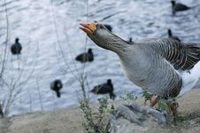 Greylag Goose Stretchig Neck And Asking For Food Stock Photos
