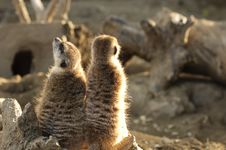 The Meerkat Or Suricate Couple Royalty Free Stock Image