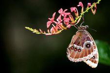 Blue Morpho Butterfly Stock Image Blue Morpho Butterfly Stock Image