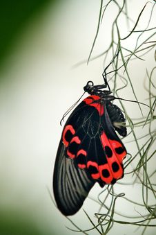 Scarlet Swallowtail Butterfly Stock Photos Scarlet Swallowtail Butterfly Stock Photos