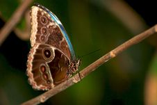 Blue Morpho Butterfly Stock Photography Blue Morpho Butterfly Stock Photography