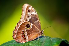 Blue Morpho Butterfly Royalty Free Stock Photo Blue Morpho Butterfly Royalty Free Stock Photo