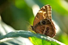 Blue Morpho Butterfly Stock Photo Blue Morpho Butterfly Stock Photo