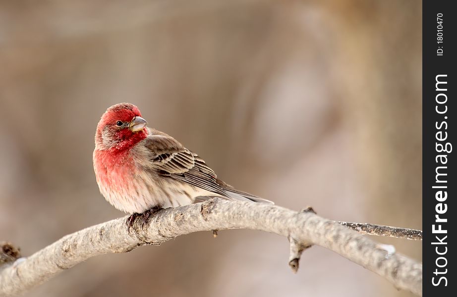 House Finch, Carpodacus mexicanus