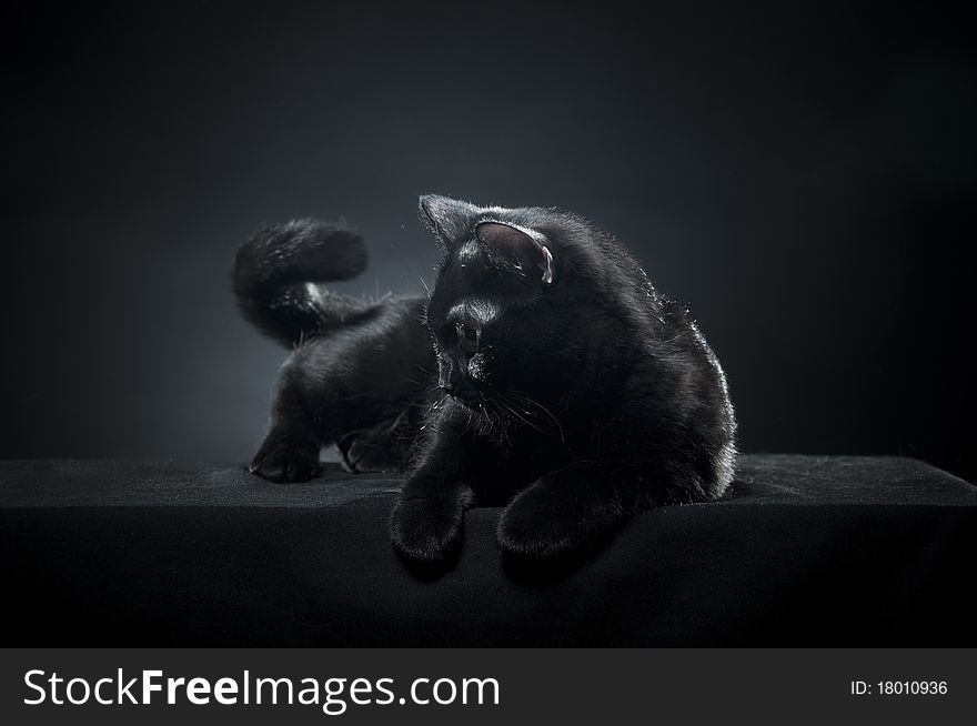 British black cat isolated on black background