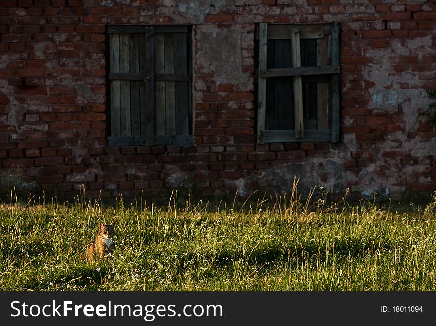 White and orange cat on green grass near house wall with windows