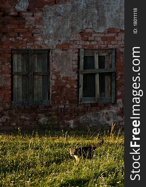 White and orange cat on green grass near house wall with windows