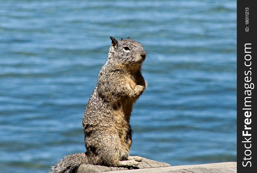 A ground  Squirrel on a beach in South Lake Tahoe. A ground  Squirrel on a beach in South Lake Tahoe