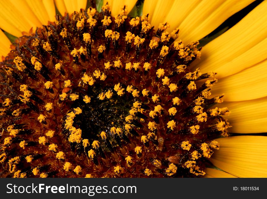 Close up of a wild sunflower - shot with black background