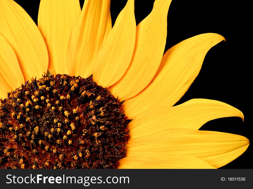 Close up of a wild sunflower - shot with black background