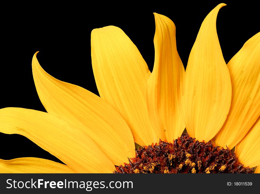 Close up of a wild sunflower - shot with black background