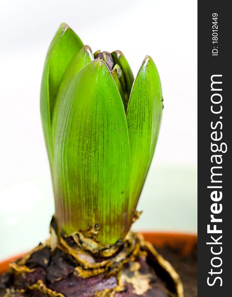 Blue hyacinth leaves blooming in spring