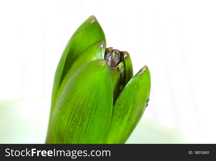 Young blue hyacinth leaves blooming in spring.
