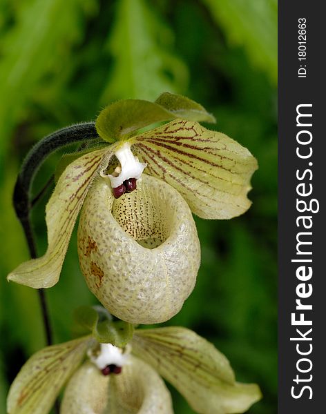 A tropical orchid flower - close-up