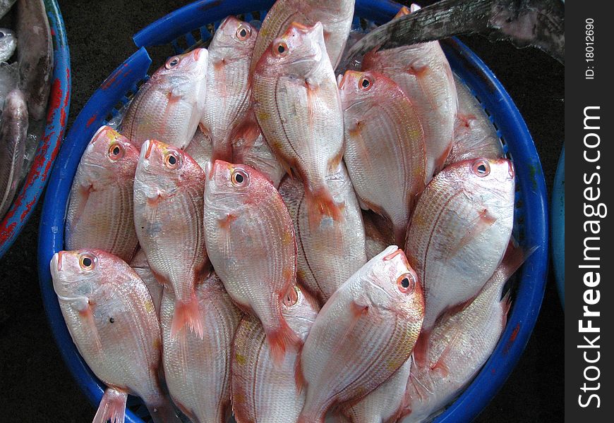 Fresh fish for sale in the market