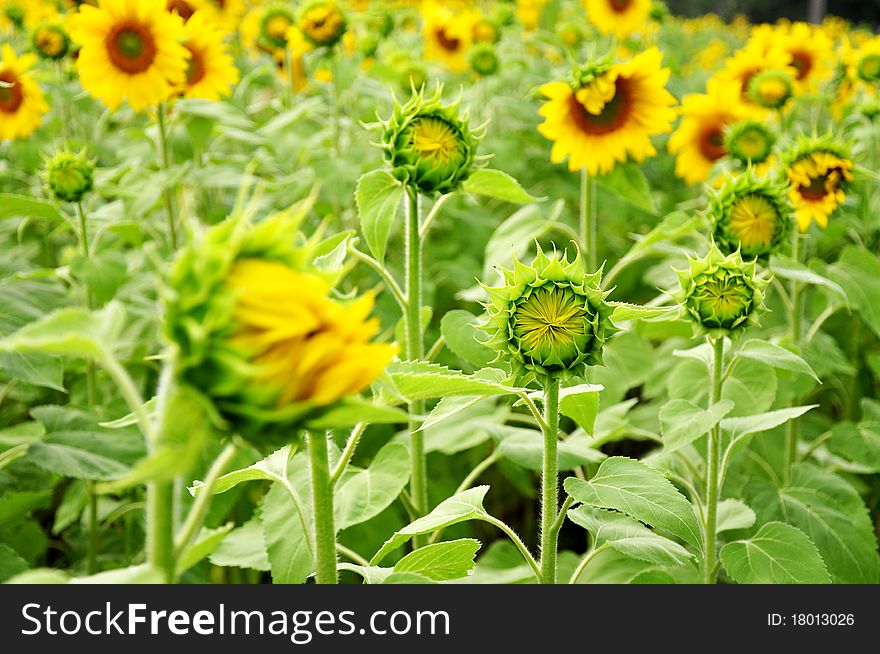 Beautiful green field of young sunflowers