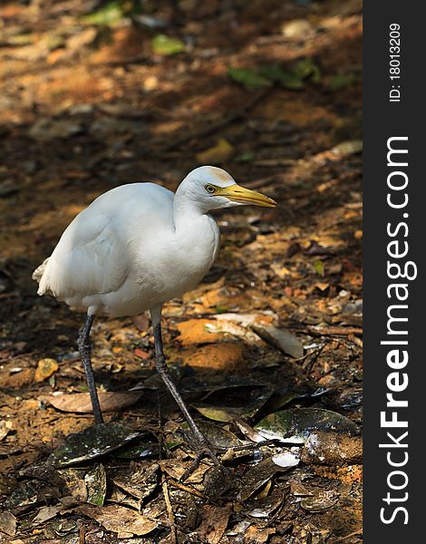 White cattle egret bird walking on the ground. White cattle egret bird walking on the ground