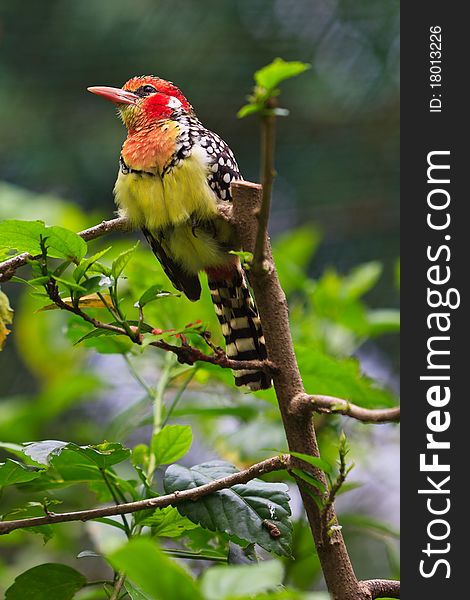 Colorful barbet bird in a tree