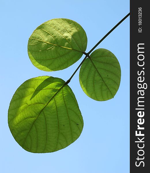 Three green leaf and blue sky