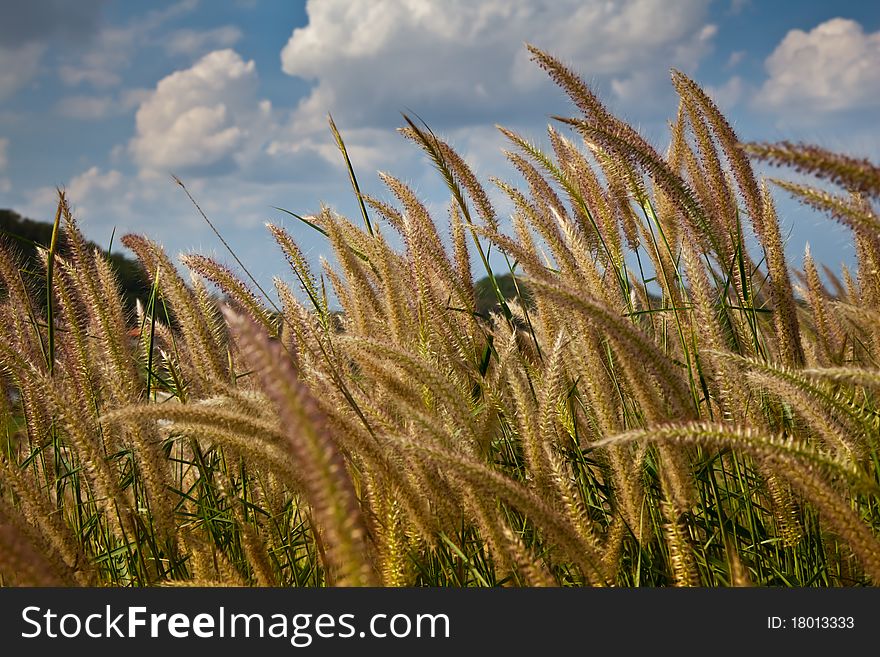 The clump of grass and their flowers are blooming upon the hillside before scenery of blue sky and white cloud of sunny day. The clump of grass and their flowers are blooming upon the hillside before scenery of blue sky and white cloud of sunny day.