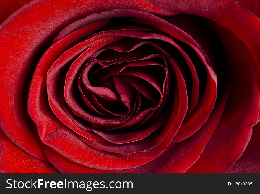Extreme close up of beautiful red rose. Extreme close up of beautiful red rose