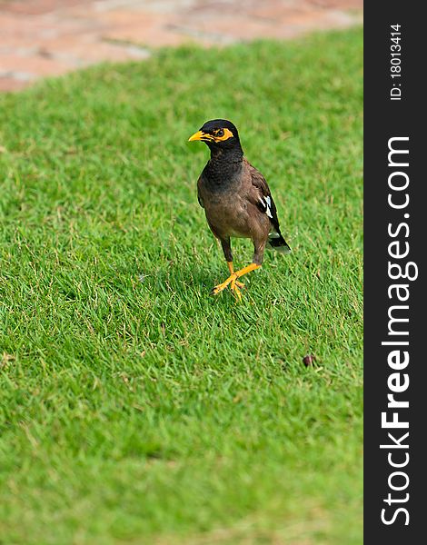 Common Myna bird walking on the grass. Common Myna bird walking on the grass