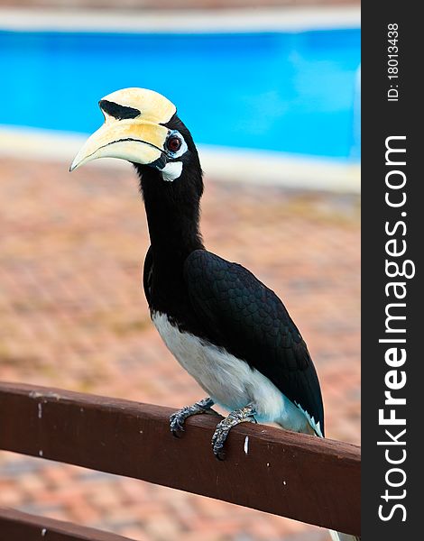 Palawan hornbill bird in close up in Malaysia