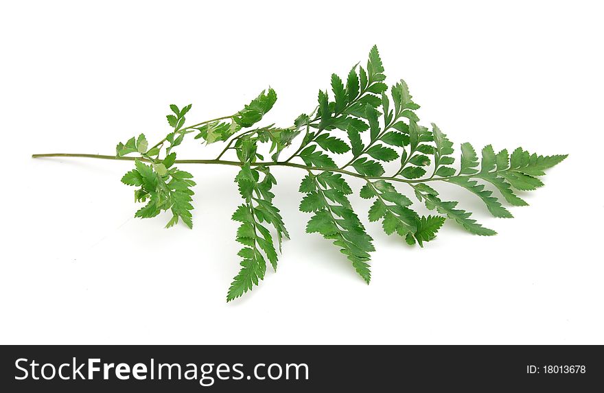 Green leaf isolated on a white background with drop shadow. Green leaf isolated on a white background with drop shadow