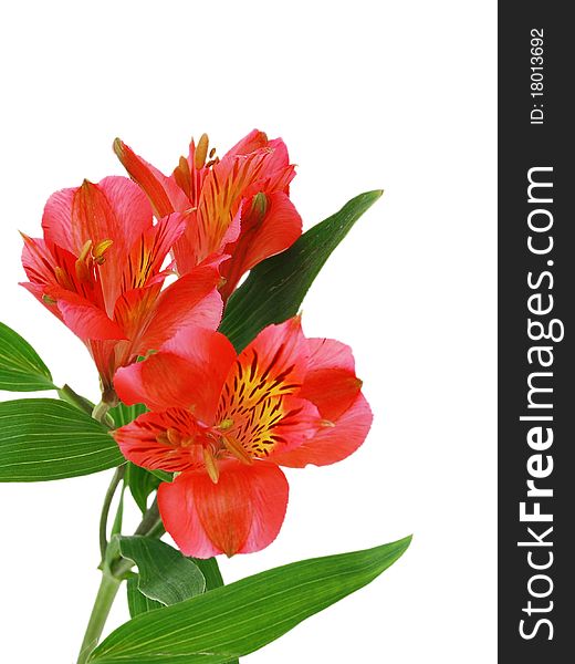 Alstroemeria lily flower on a white background