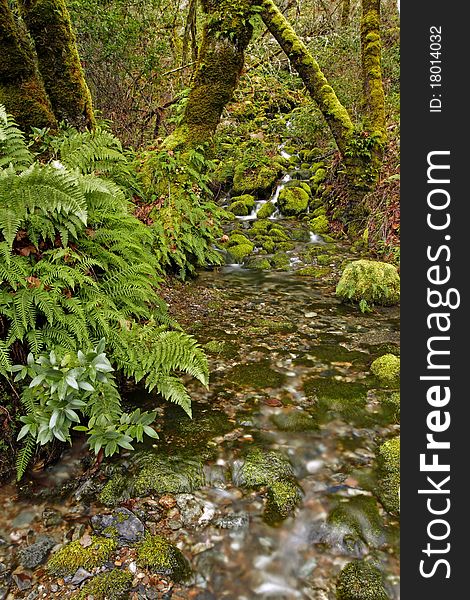 (Lower) Merlin Falls Ferns