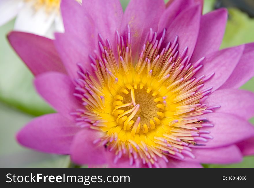 The beautiful and colorful water lily