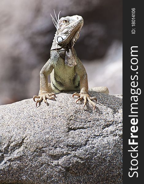 Portrait of a caribean iguana. Front view. Portrait of a caribean iguana. Front view