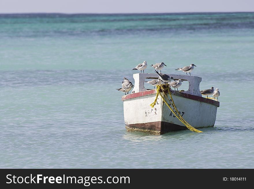 Seagulls on a boat at caribean sea. Seagulls on a boat at caribean sea