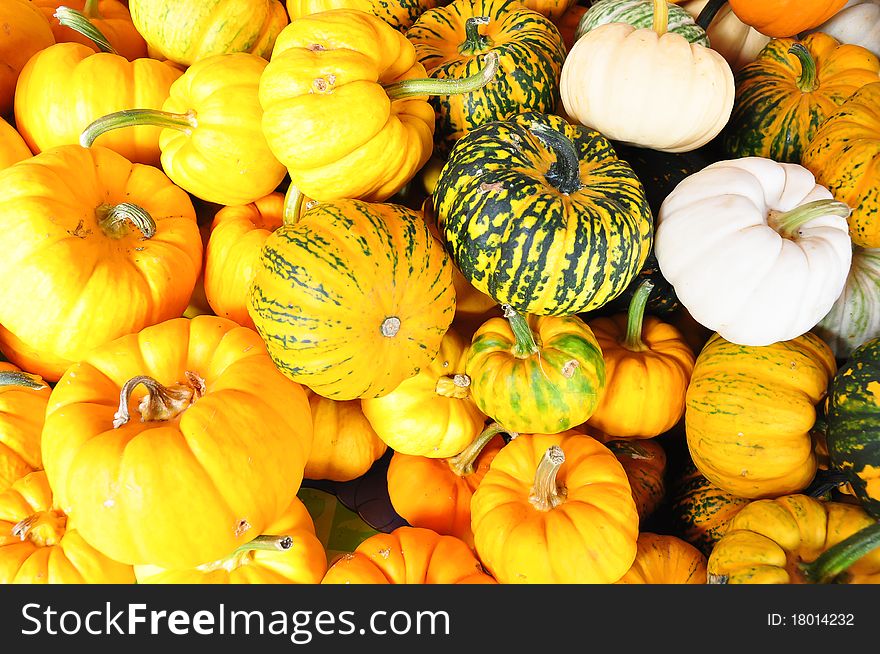 The differrent kind of many small pumpkins