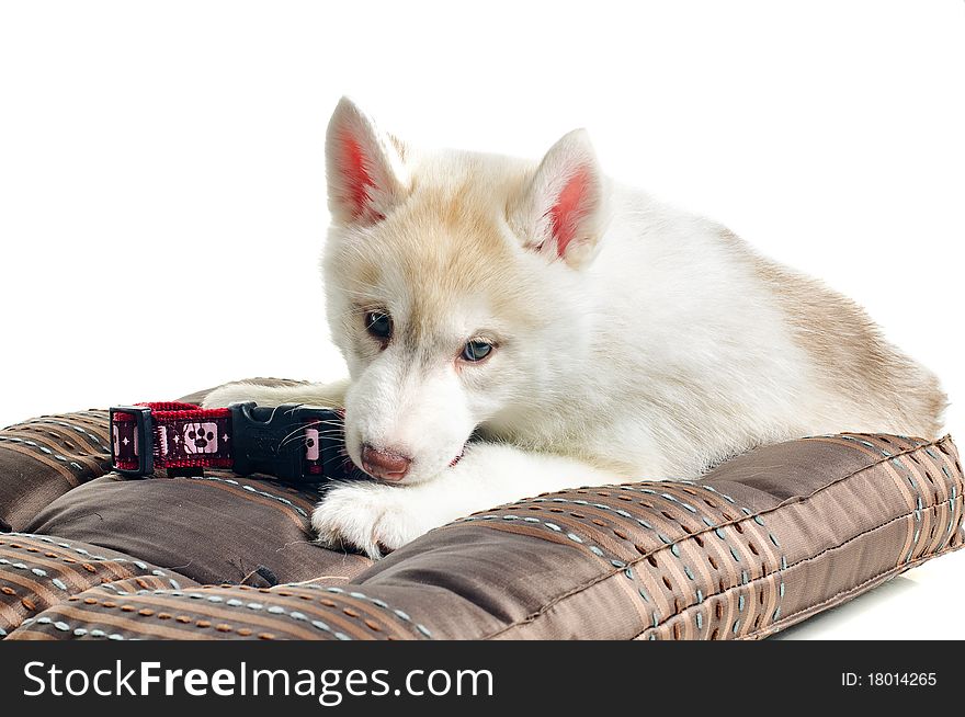 Playing puppy of siberian haski on pillow