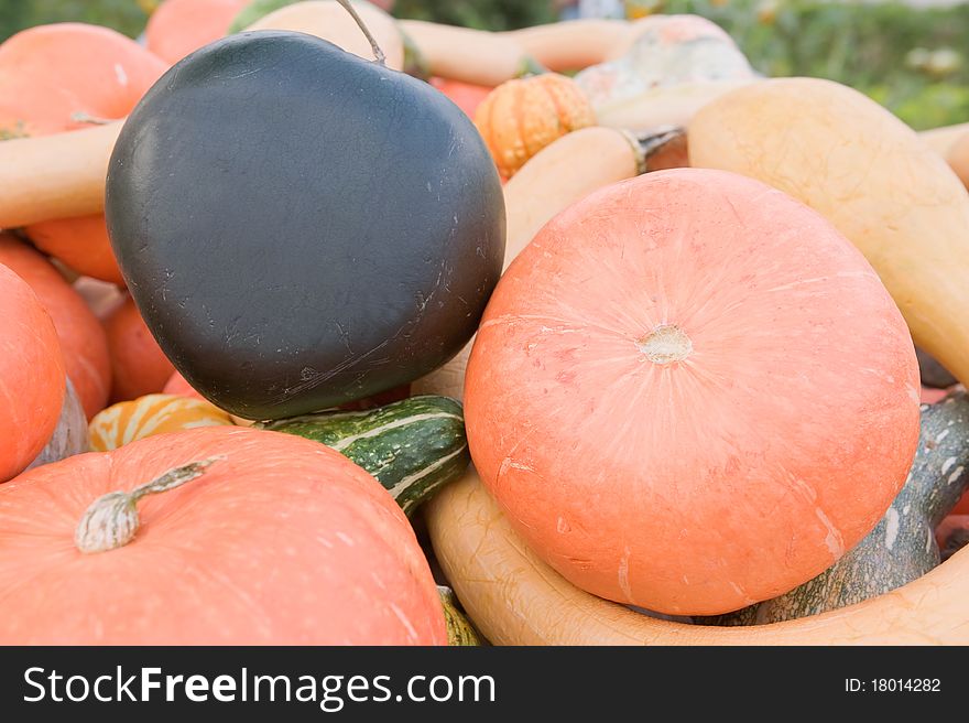 Close-up Pumpkins,squash and gourd harvest.