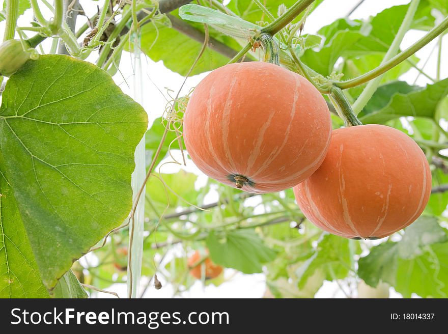 Orange Pumpkin.