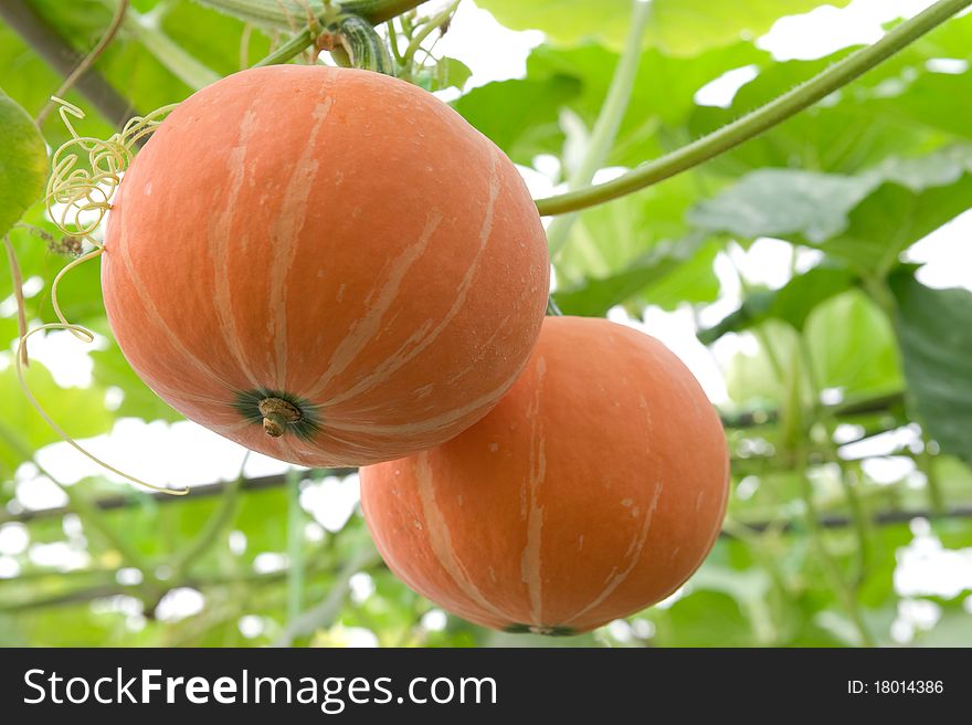 Orange pumpkin.