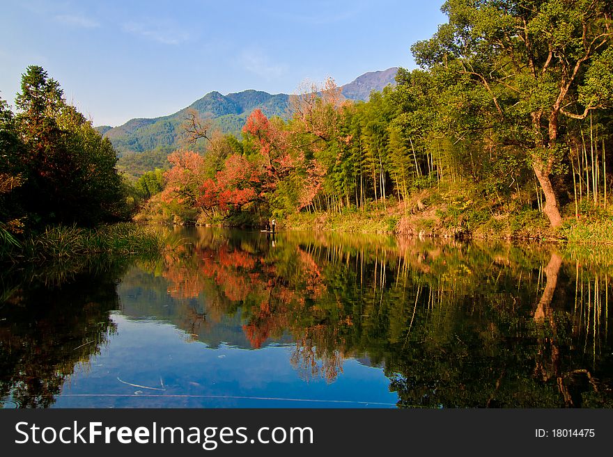 Beautiful maple trees in autumn. Beautiful maple trees in autumn