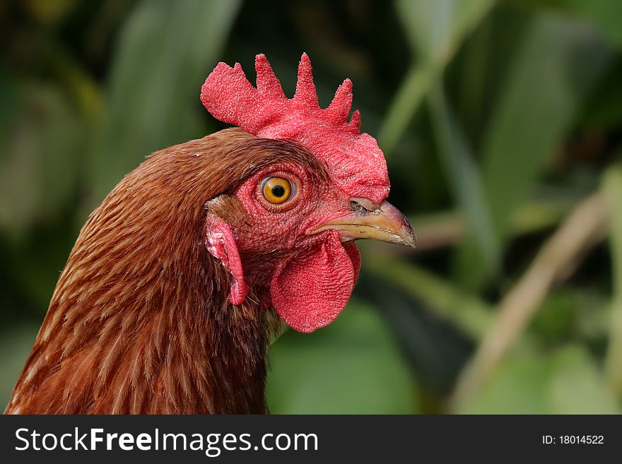 Portrait beauty hen in the yard. Portrait beauty hen in the yard