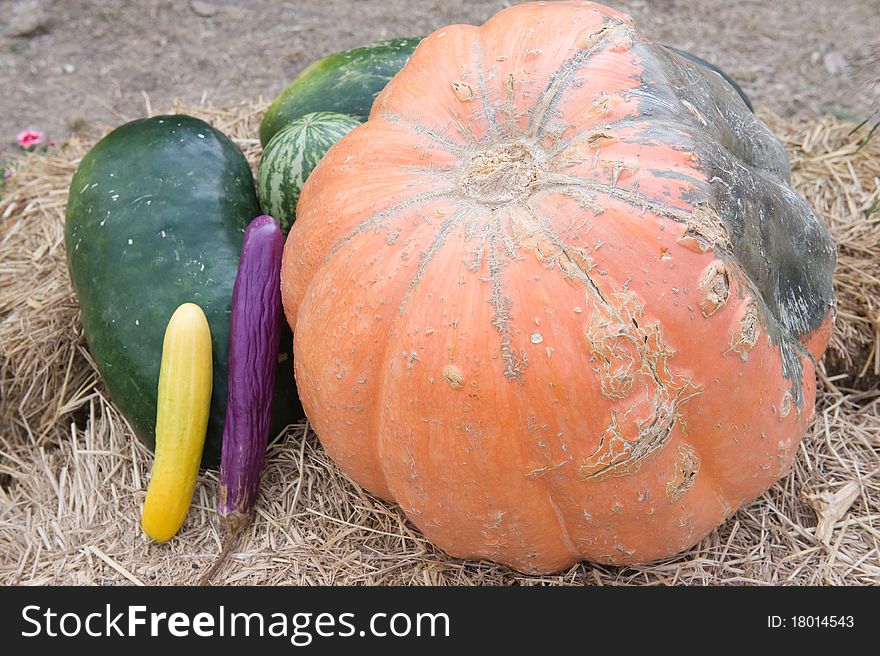 Pumpkins,watermelon And Gourd Harvest.