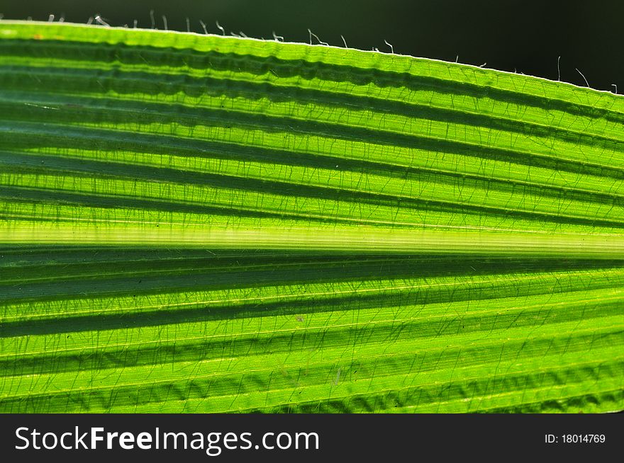 Green leaf structure in the parks